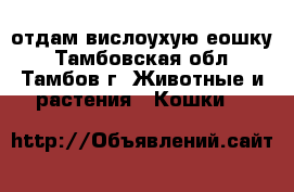 отдам вислоухую еошку - Тамбовская обл., Тамбов г. Животные и растения » Кошки   